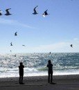 Black-beaches-birds-iceland-north-europe-travel