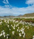 Coton-grass-valley-summer-landmannalaugar-iceland-north-europe-travel