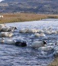 Countryside-sheep-iceland-north-europe-travel