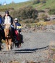 Viking-horses-iceland-north-europe-travel