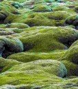 green-moss-iceland-north-europe-travel