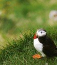 puffin-nature-north-europe-travel